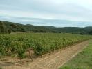 A local Languedoc vineyard